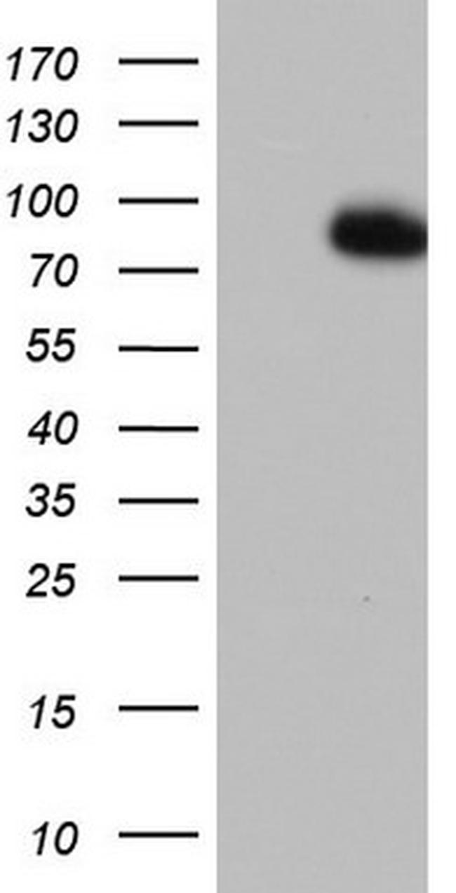 FBXW7 Antibody in Western Blot (WB)