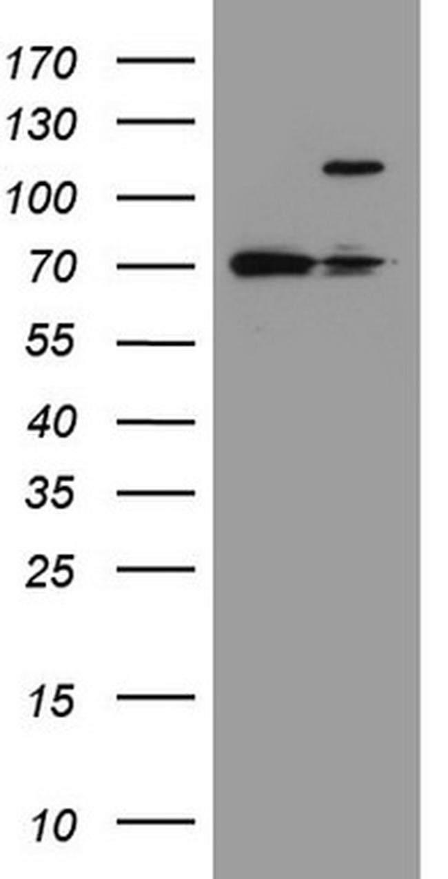 FBXW7 Antibody in Western Blot (WB)