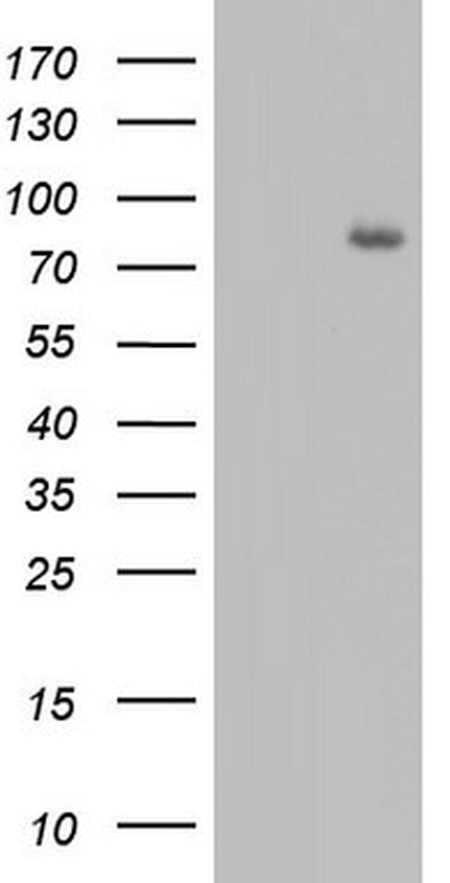 FBXW7 Antibody in Western Blot (WB)