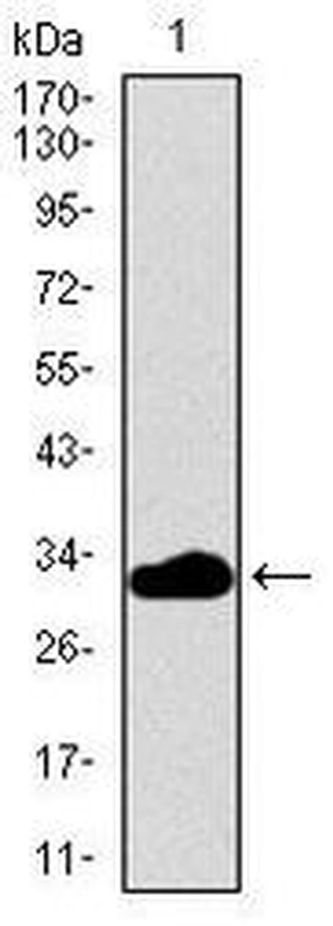 FceR1 alpha Antibody in Western Blot (WB)