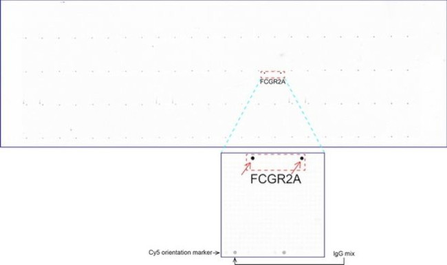 FCGR2A Antibody in Peptide array (ARRAY)