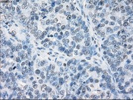 FCGR2A Antibody in Immunohistochemistry (Paraffin) (IHC (P))