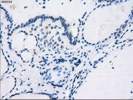 FCGR2A Antibody in Immunohistochemistry (Paraffin) (IHC (P))