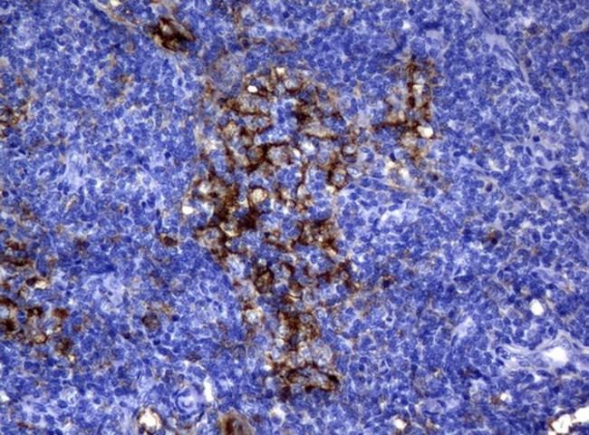 FCGR2A Antibody in Immunohistochemistry (Paraffin) (IHC (P))