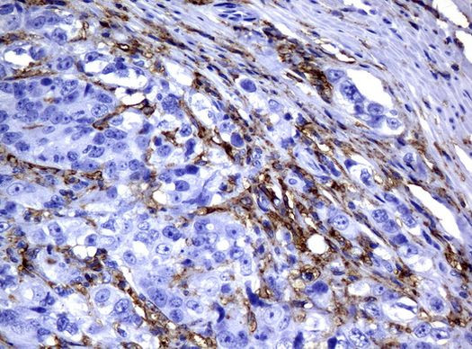 FCGR2A Antibody in Immunohistochemistry (Paraffin) (IHC (P))