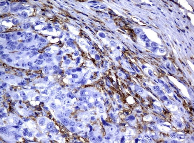 FCGR2A Antibody in Immunohistochemistry (Paraffin) (IHC (P))