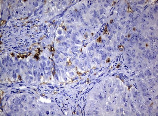 FCGR2A Antibody in Immunohistochemistry (Paraffin) (IHC (P))