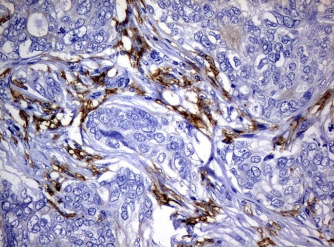 FCGR2A Antibody in Immunohistochemistry (Paraffin) (IHC (P))