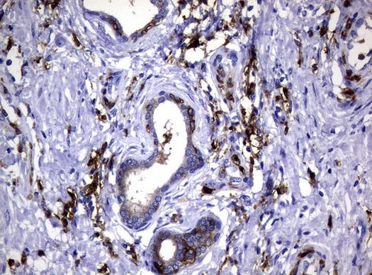 FCGR2A Antibody in Immunohistochemistry (Paraffin) (IHC (P))