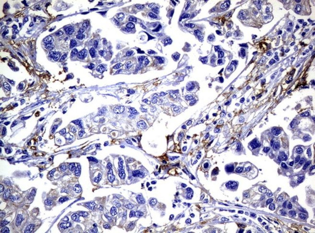 FCGR2A Antibody in Immunohistochemistry (Paraffin) (IHC (P))