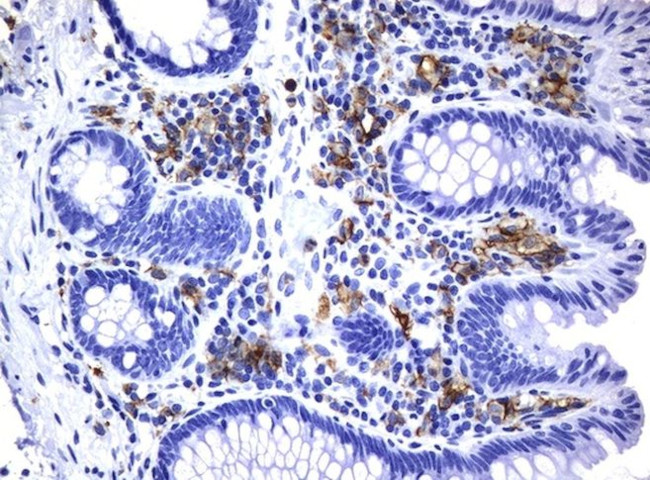 FCGR2A Antibody in Immunohistochemistry (Paraffin) (IHC (P))