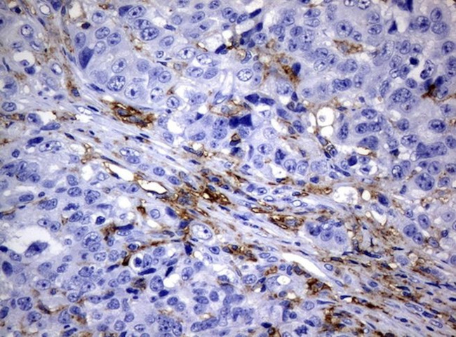 FCGR2A Antibody in Immunohistochemistry (Paraffin) (IHC (P))