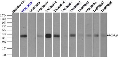 FCGR2A Antibody in Immunoprecipitation (IP)