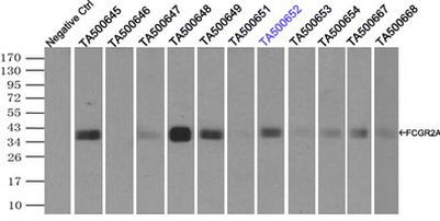 FCGR2A Antibody in Immunoprecipitation (IP)