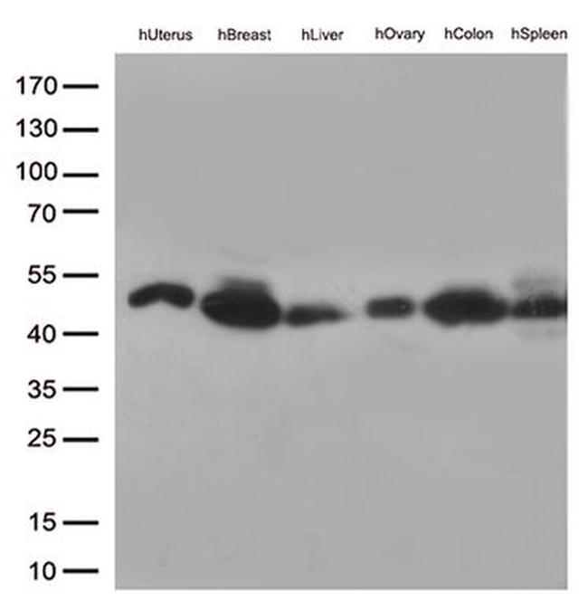 FCGR2A Antibody in Western Blot (WB)