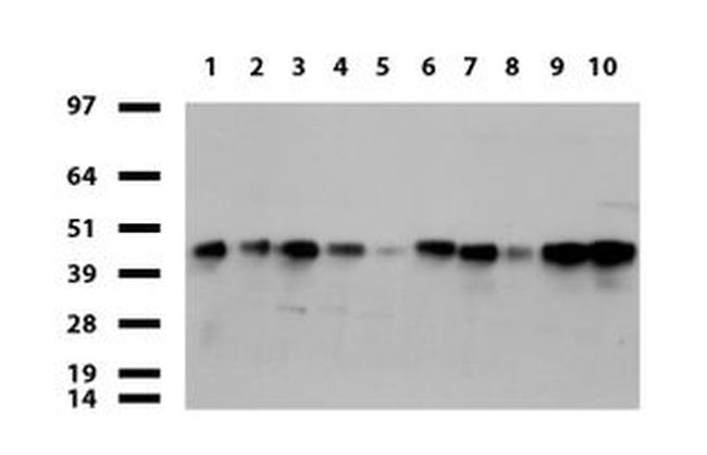 FCGR2A Antibody in Western Blot (WB)