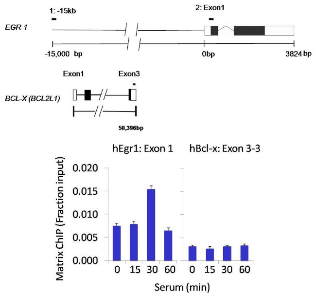 FCP1 Antibody in ChIP Assay (ChIP)