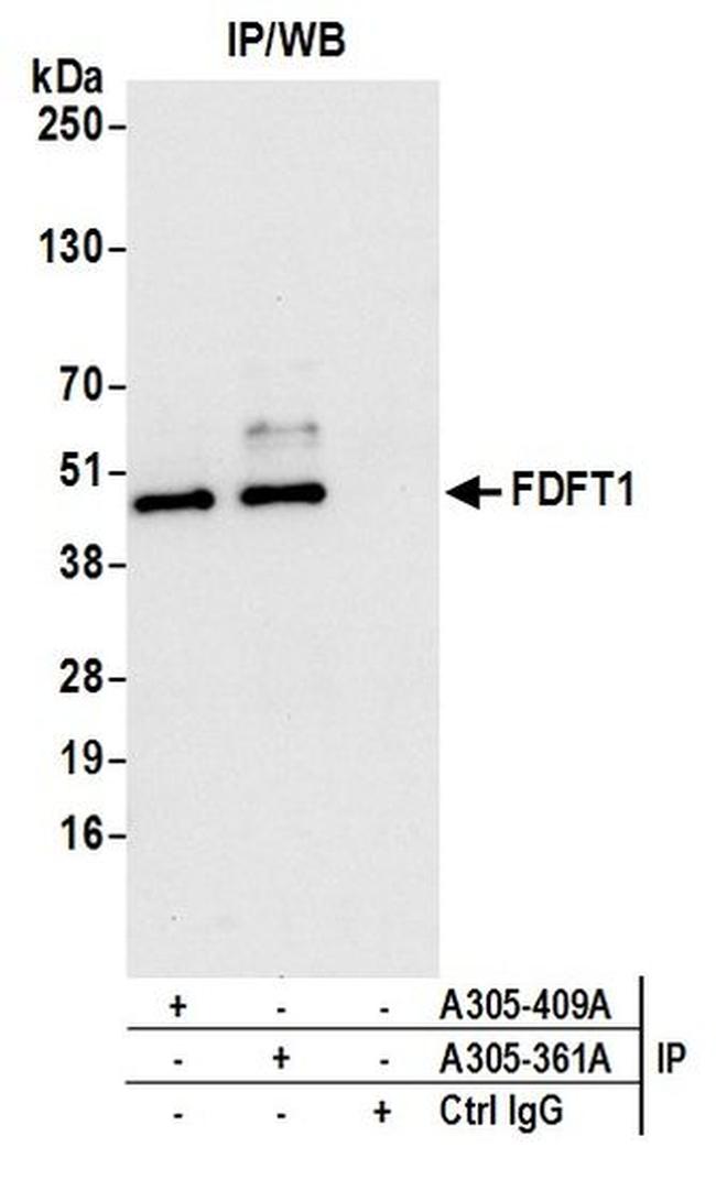 FDFT1 Antibody in Western Blot (WB)