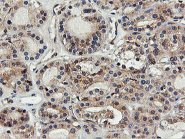 FDFT1 Antibody in Immunohistochemistry (Paraffin) (IHC (P))