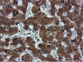 FDFT1 Antibody in Immunohistochemistry (Paraffin) (IHC (P))