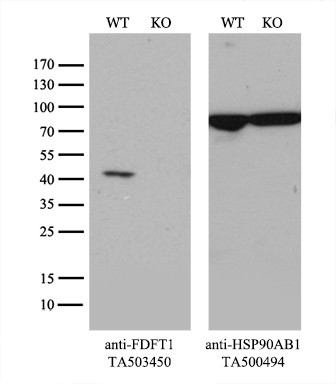 FDFT1 Antibody