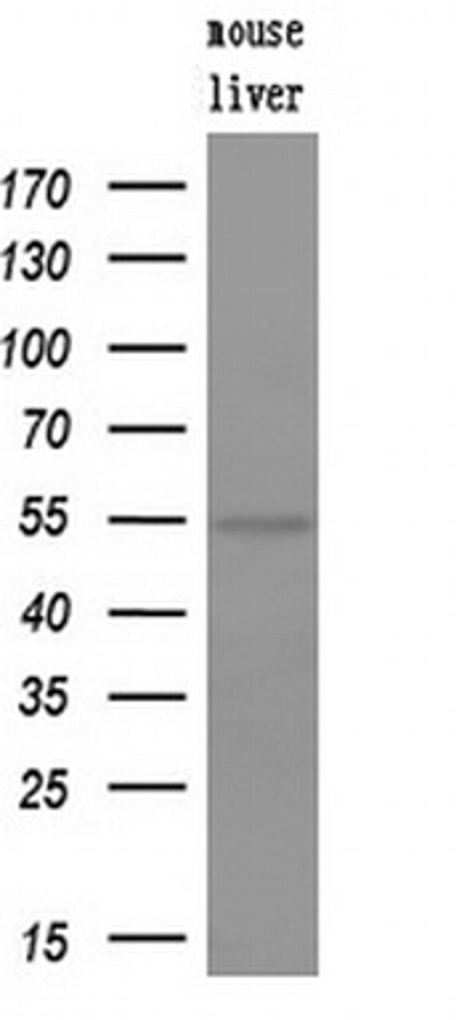 FDFT1 Antibody in Western Blot (WB)