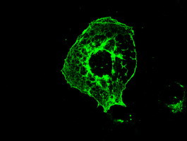 FERMT2 Antibody in Immunocytochemistry (ICC/IF)