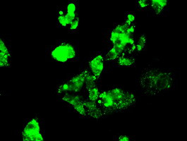 FERMT2 Antibody in Immunocytochemistry (ICC/IF)