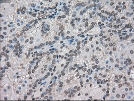 FERMT2 Antibody in Immunohistochemistry (Paraffin) (IHC (P))