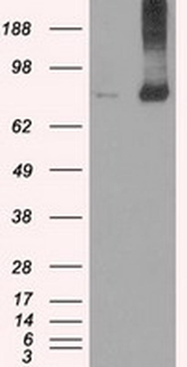 FERMT2 Antibody in Western Blot (WB)