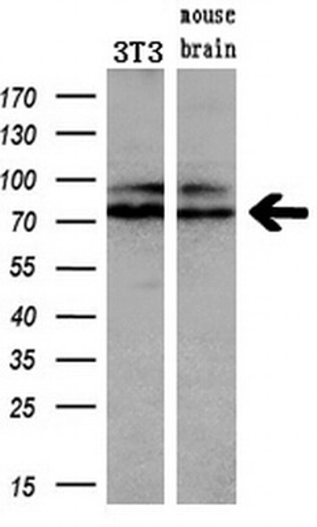 FERMT2 Antibody in Western Blot (WB)