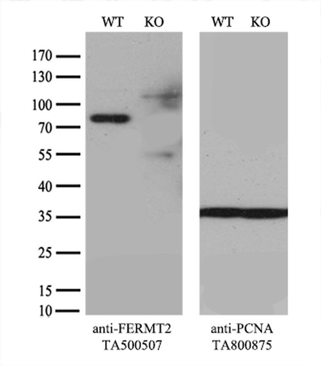 FERMT2 Antibody in Western Blot (WB)