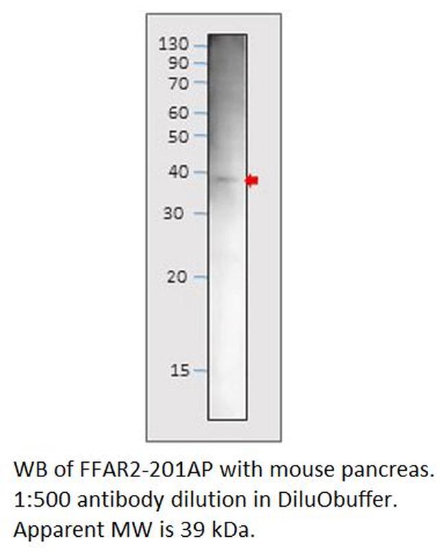 GPCR GPR43/FFAR2 Antibody in Western Blot (WB)