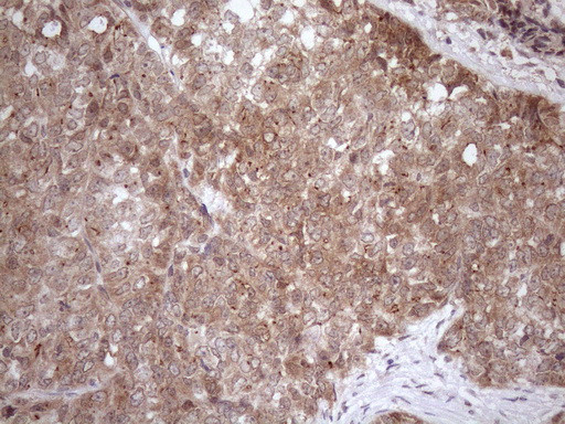 FGF13 Antibody in Immunohistochemistry (Paraffin) (IHC (P))