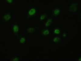 FGF2 Antibody in Immunocytochemistry (ICC/IF)