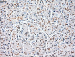 FGF2 Antibody in Immunohistochemistry (Paraffin) (IHC (P))