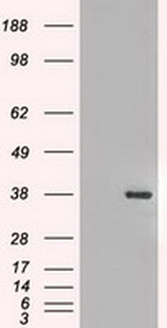 FGF2 Antibody in Western Blot (WB)