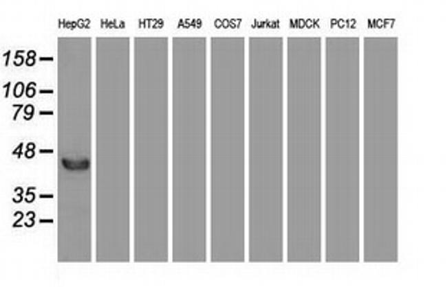 FGF2 Antibody in Western Blot (WB)