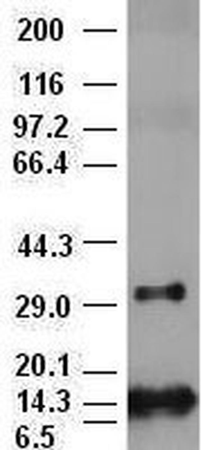 FGF2 Antibody in Western Blot (WB)