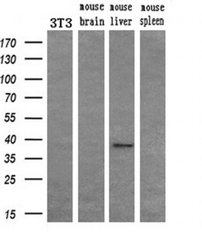 FGF2 Antibody in Western Blot (WB)