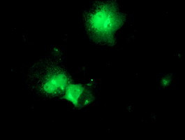 FGF21 Antibody in Immunocytochemistry (ICC/IF)