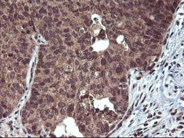 FGF21 Antibody in Immunohistochemistry (Paraffin) (IHC (P))