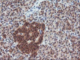 FGF21 Antibody in Immunohistochemistry (Paraffin) (IHC (P))