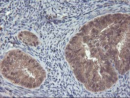 FGF21 Antibody in Immunohistochemistry (Paraffin) (IHC (P))