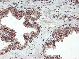 FGF21 Antibody in Immunohistochemistry (Paraffin) (IHC (P))