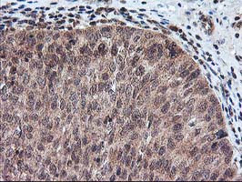 FGF21 Antibody in Immunohistochemistry (Paraffin) (IHC (P))