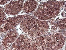 FGF21 Antibody in Immunohistochemistry (Paraffin) (IHC (P))