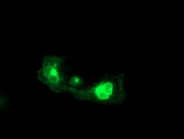 FGFR2 Antibody in Immunocytochemistry (ICC/IF)