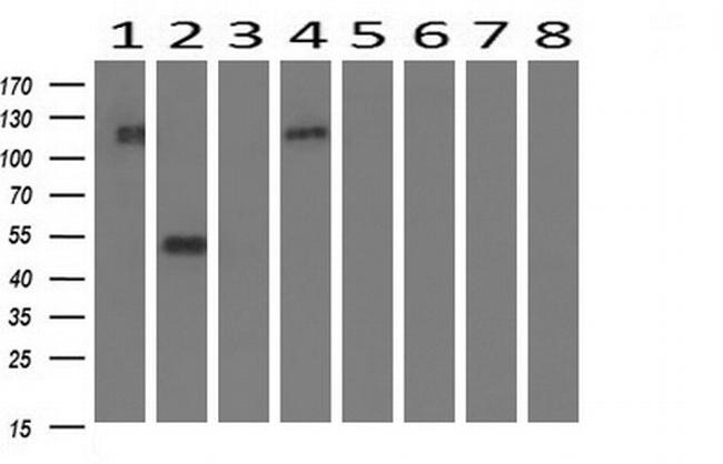 FGFR2 Antibody in Western Blot (WB)