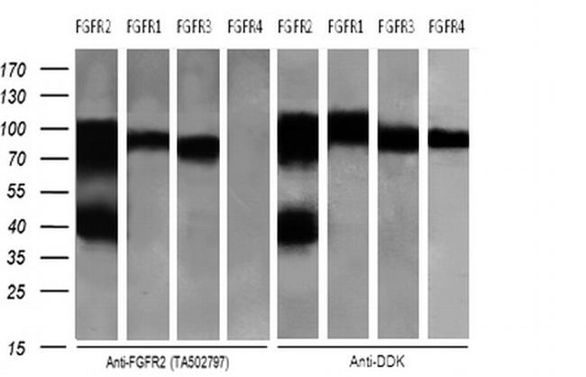 FGFR2 Antibody in Western Blot (WB)